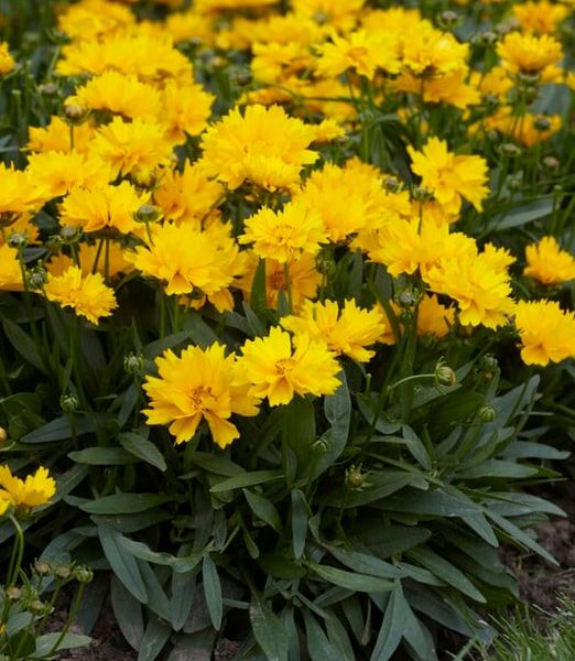 Coreopsis grandiflora 'Presto Yellow Double'